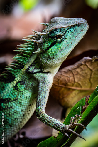 green lizard on a branch, Thailand 