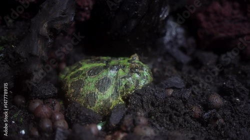 Ceratophrys or Pacman frog originates from South America and is characterized by its round shape, horned brow, and large mouth. photo