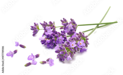 Lavender flowers in spring, isolated on white, side view	