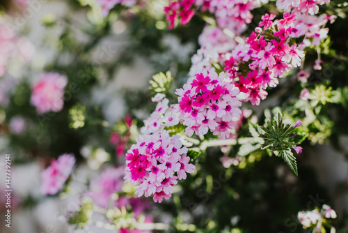 Beautiful pink flowers of Verbena on a summer street. Selective focus.
