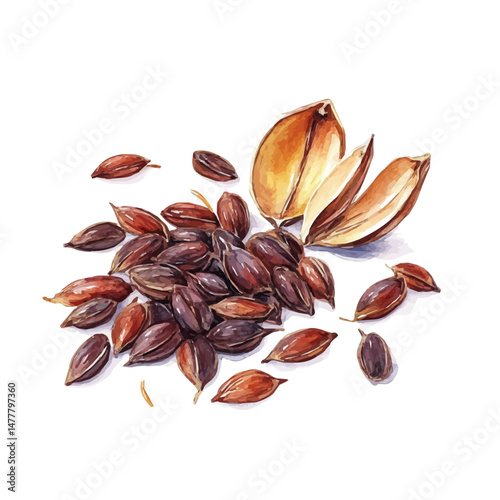 watercolor vector of Seeds, isolated on a white background.