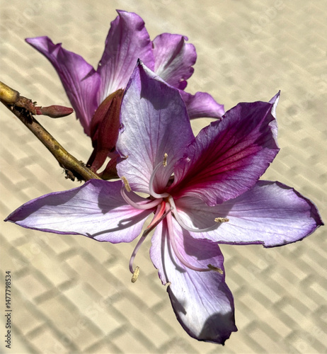 Beautiful blossom of an orchid tree