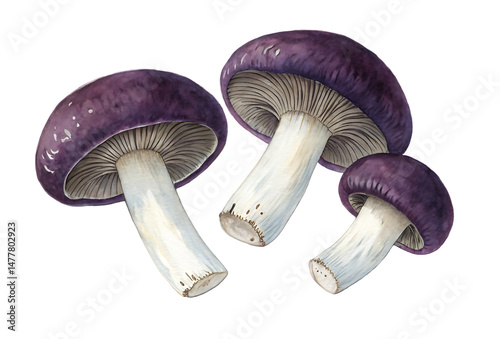 Watercolor Illustration of Wood Blewit Mushrooms, isolated on black, featuring detailed gills and vibrant purple caps in close-up.