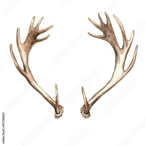 Christmas Reindeer Antlers, watercolor vector, isolated on a white background.