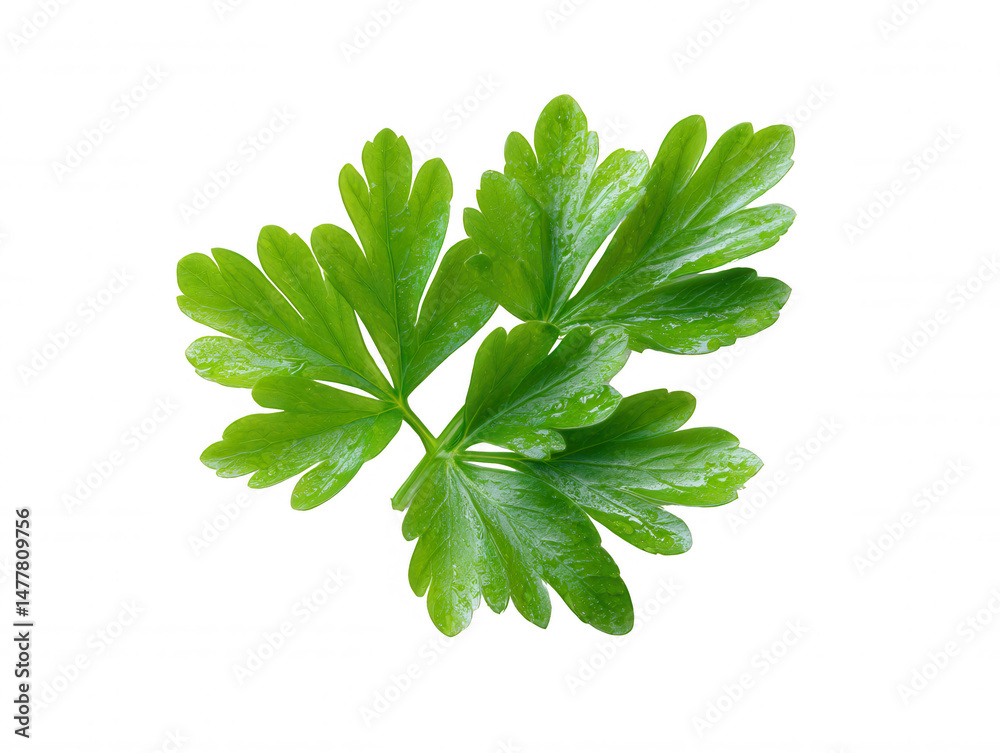 Obraz premium Fresh Green Parsley Sprig Isolated on White, Vibrant Herb for Culinary and Food Concepts