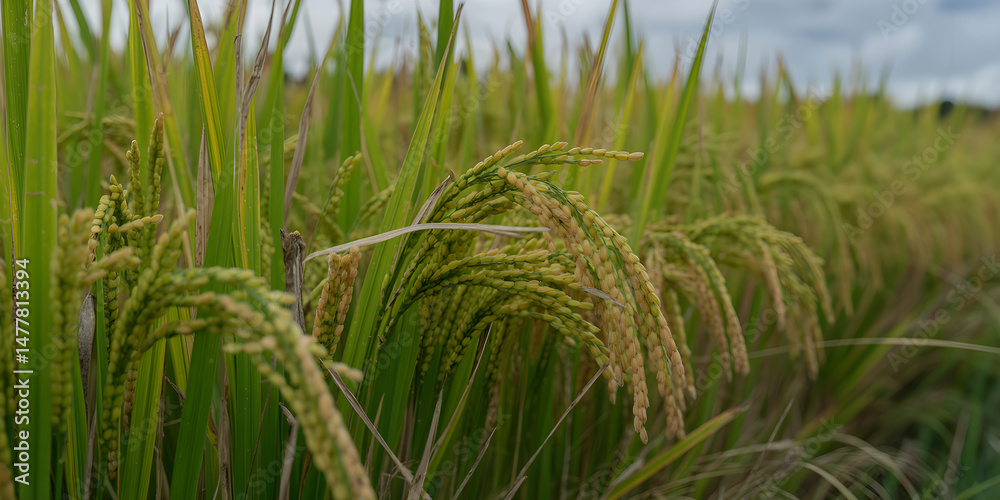 Fototapeta premium Close-Up of Ripening Rice Grains and Green Stalks in Agricultural Field