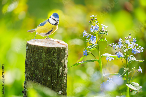 Little bird perching on old stump among forget-me-not flowers. Blue tit