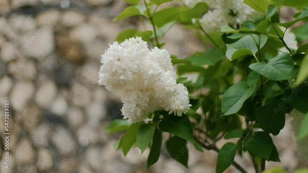 white flowers on a tree white flowers on a tree