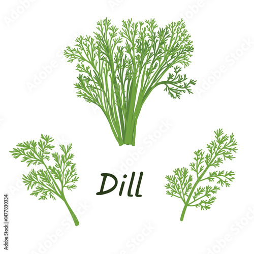 A  bunch of dill and two dill sprigs. Fresh green herb isolated on a white background.