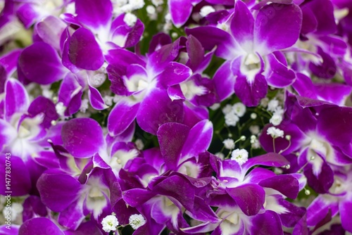 A beautiful bunch of vibrant purple flowers that have white centers