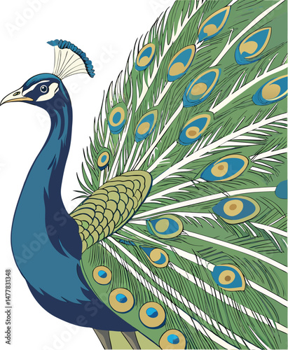 Elegant Peacock Illustration: Vibrant Feathers Displaying Nature's Majesty in Detailed Vector Art