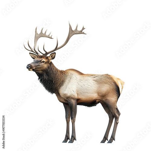 Wallpaper Mural Majestic elk standing proudly, showcasing its impressive antlers and robust physique, a symbol of wilderness. Torontodigital.ca