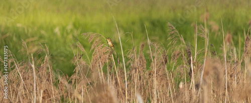 Moustached warbler, acrocephalus melanopogon songbird sitting and singing on reed. Czech wildlife animal background