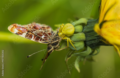 Goldenrod crab spider, misumena vatia spider catch map butterfly on dandelion flower. Yellow animal camouflage, Czech macro wildlife background