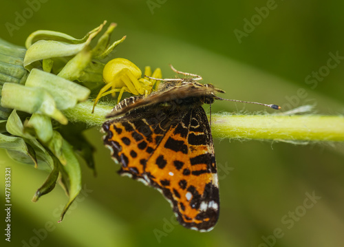 Goldenrod crab spider, misumena vatia spider catch map butterfly on dandelion flower. Yellow animal camouflage, Czech macro wildlife background