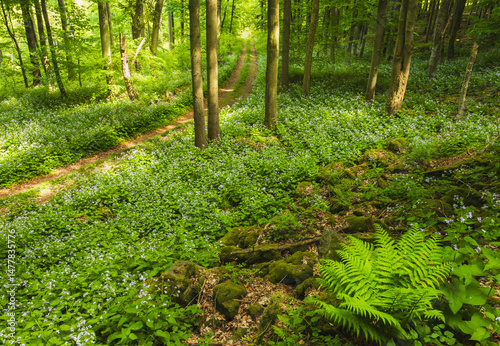 Field of perennial honesty, lunaria rediviva spring flower in blossom growing in forest with path. Magical Czech landscape background