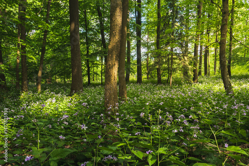 Field of perennial honesty, lunaria rediviva spring flower in blossom growing in forest. Magical Czech landscape background