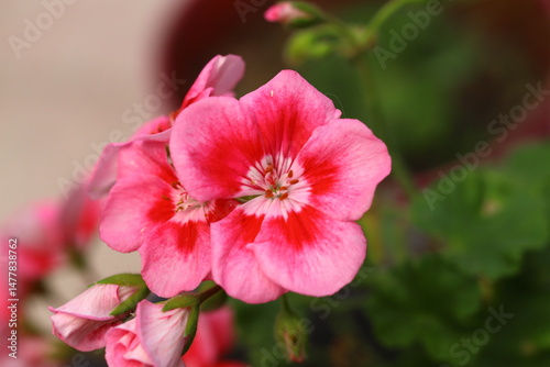 Beautiful Flowers Blooming In The Garden, Bodrum Turkey.. Macro Photography.