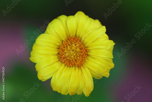 Beautiful Flowers Blooming In The Garden, Bodrum Turkey.. Macro Photography.