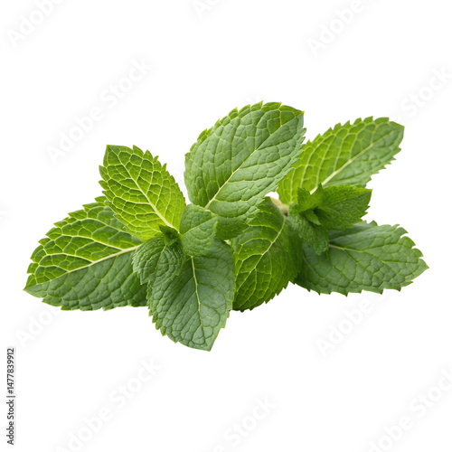 Fresh Mint Sprig Isolated on Transparent Background