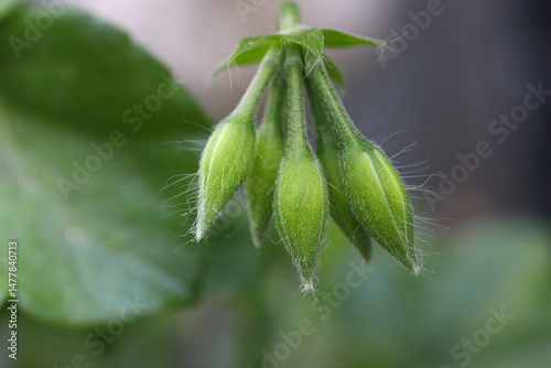 Beautiful Flowers Blooming In The Garden, Bodrum Turkey.. Macro Photography.