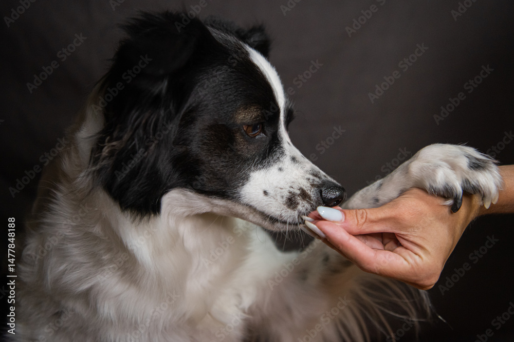 Fototapeta premium Close-up portrait of a black and white dog