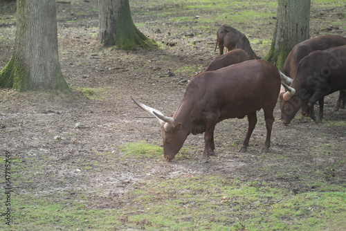 buffle