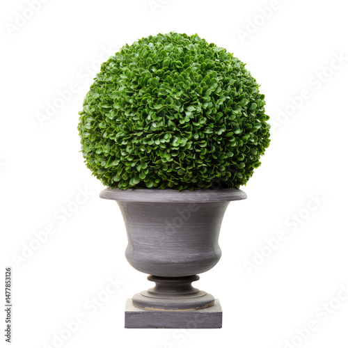 Topiary Ball In Gray Urn Style Pot Sitting  isolated on a transparent background photo