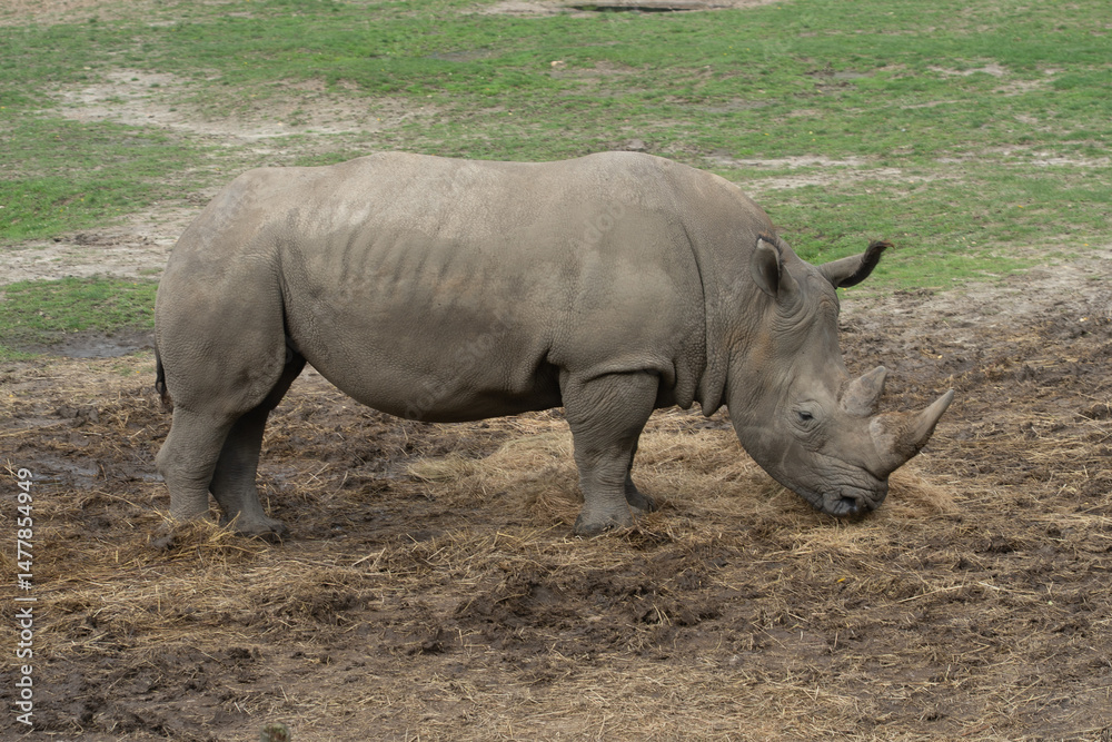 Fototapeta premium Rhinocéros
