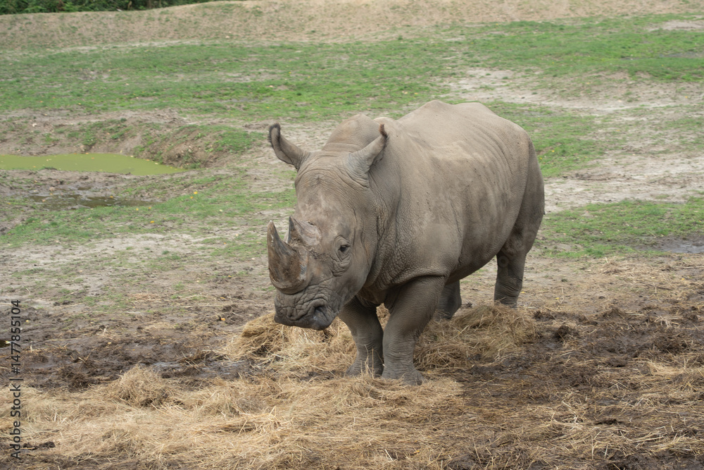 Obraz premium Rhinocéros