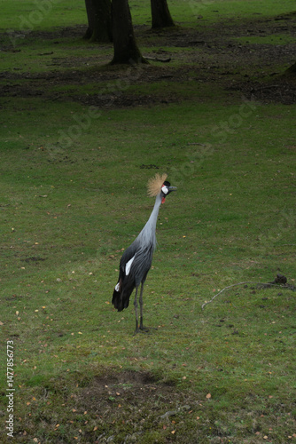 Sigogne