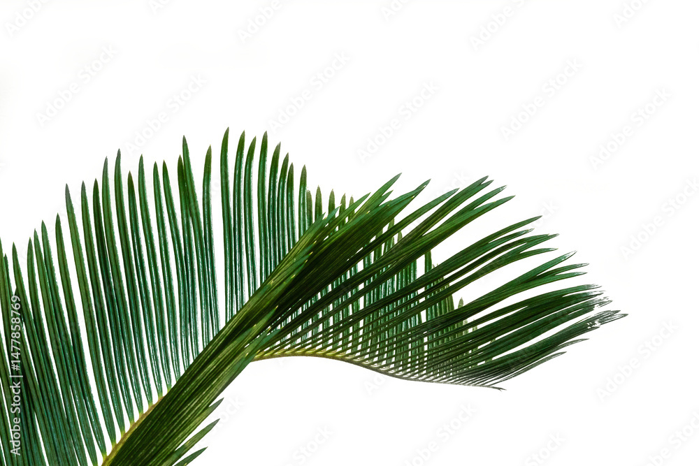 Obraz premium palm tree leaf
