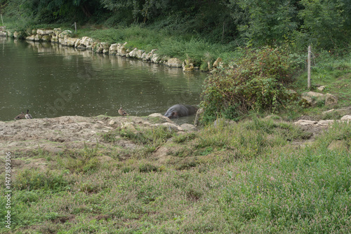 Hippopotame