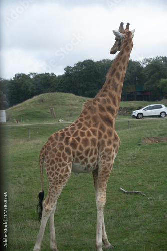 Girafe 
