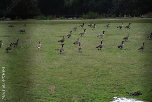 Canard