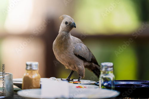 A Go Away Bird perches curiously on a table, pecking at leftover food from a plate; sharp focus captures its expressive face and bold feathers against a softly blurred outdoor setting.