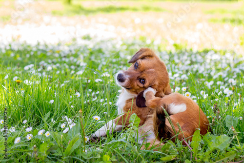 Brown dog playfully scratching itself in a field of flowers