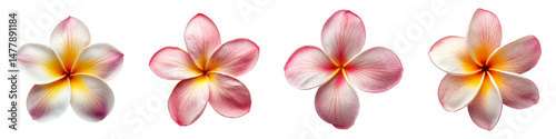 Single piece of plumeria collection top view isolated on transparent background