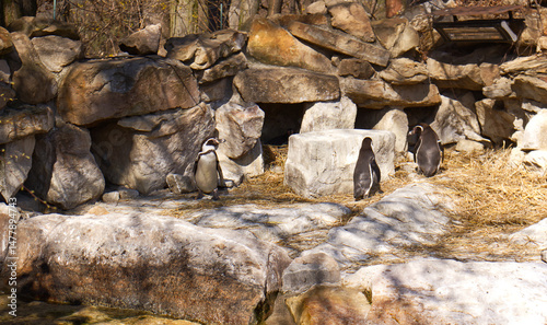 Cute penguins in the zoo exhibit. Penguins near a rocky shelter. Zoo exhibit with penguins and large rocks.