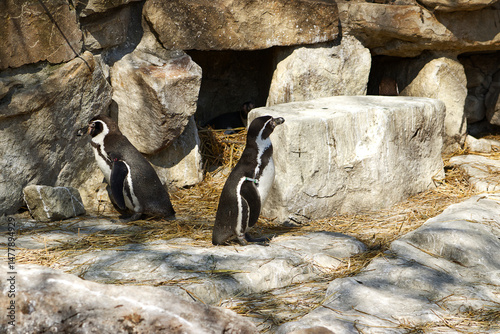 Cute penguins in the zoo exhibit. Penguins near a rocky shelter. Zoo exhibit with penguins and large rocks.