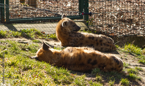 Two resting spotted hyenas in the zoo. Outdoor enclosure in the zoo. Hyenas resting in the grass.
