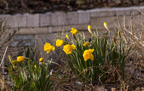 Flowerbed with blooming daffodils in the park. First spring flowers with yellow flowers. Flowerbed in the park.