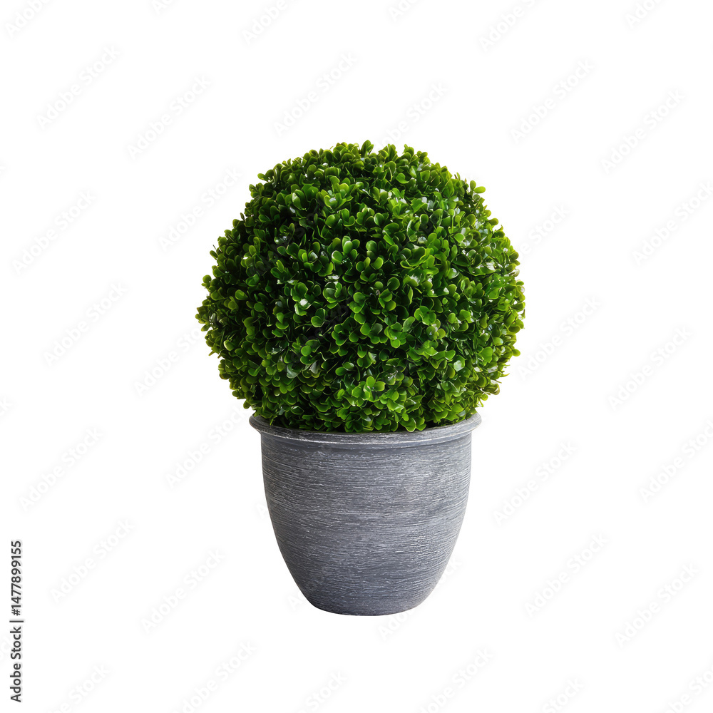 Topiary Ball In Gray Urn Style Pot Sitting isolated on a transparent background Topiary Ball In Gray Urn Style Pot Sitting isolated on a transparent background