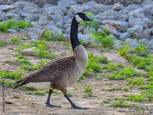 Canadian Goose / Geese make Lake Mineral Wells State Park home in the spring time.  Mineral Wells, Texas.