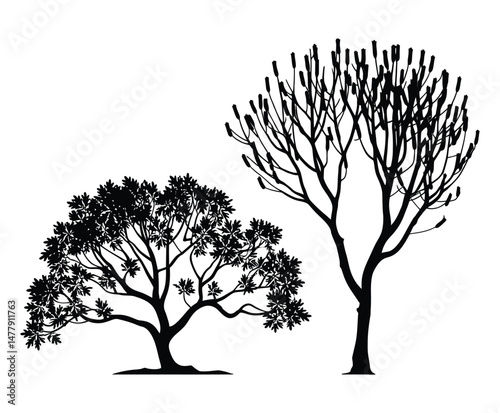 Locust Tree Silhouette Vector on White Background