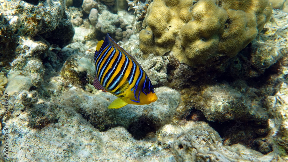 Fototapeta premium Colorful tropical fish on a coral reef, amazingly beautiful fairy world. In the coral gardens of the Red Sea.