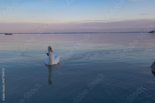 A photo of a swan swimming in the water