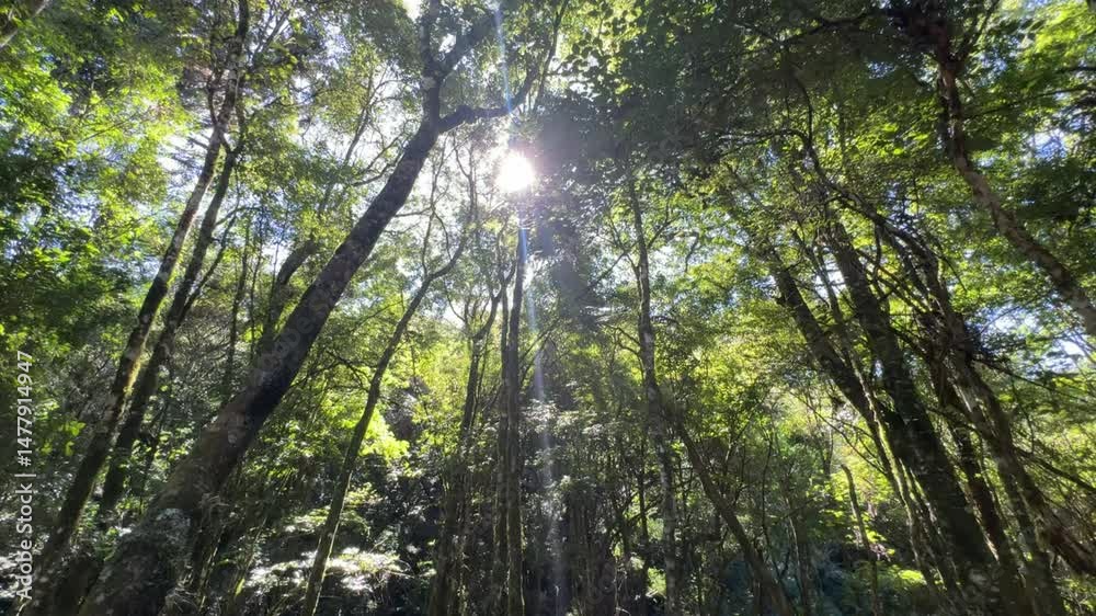 arvores na floresta 