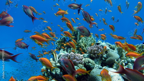 Fototapeta Naklejka Na Ścianę i Meble -  Colorful tropical fish on a coral reef, amazingly beautiful fairy world. In the coral gardens of the Red Sea.