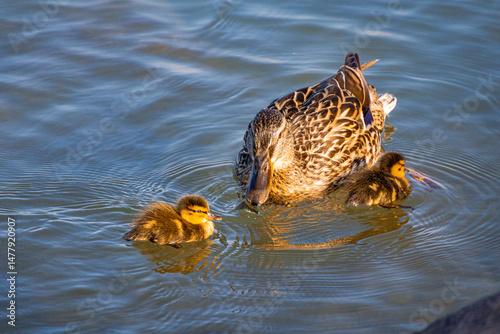 A photo of a mother duck and her ducklings swimming in a lake